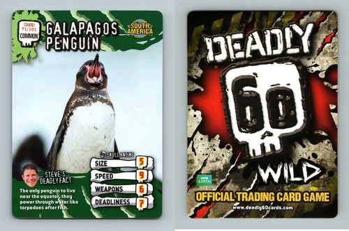 Galapagos penguin 161 - penguin, #71/161