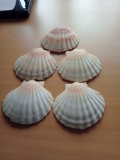 Shells,5,large scallop,14cmsx13cms,excellent condition.