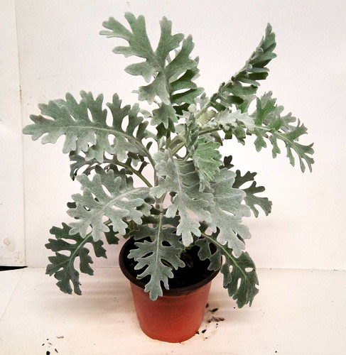 Dusty miller potted - dusty, (senecio)