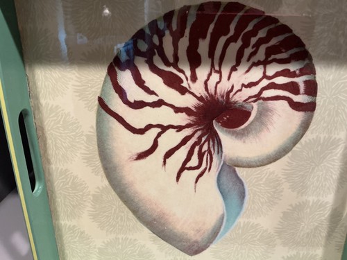Nautilus sea shell - nautilus,