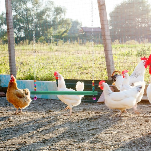 Wooden iron rooster hen swing - wooden,