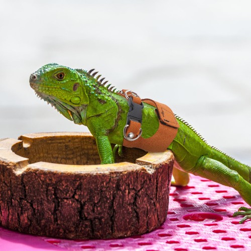 Reptile lizard harness leash - harness,