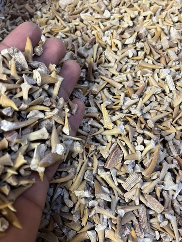 Small mixed sand - small,