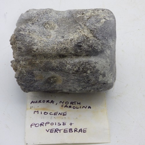 Fossil vertebra porpoise - vertebra,