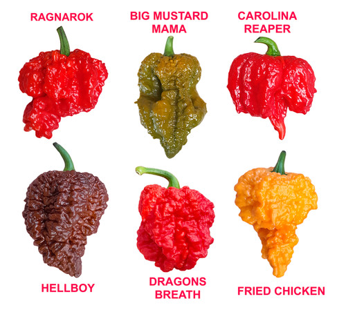 Worlds hottest chilli - chilli,
