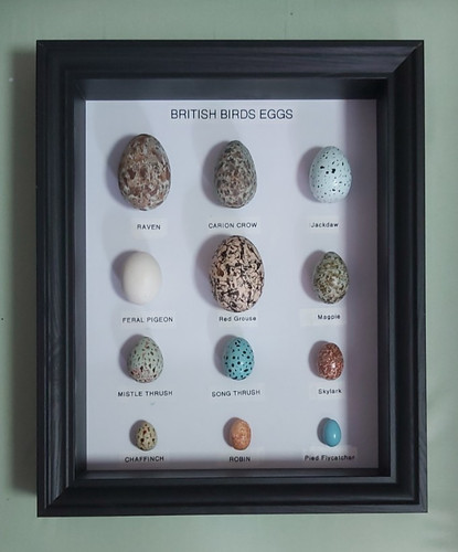 British birds eggs collection - birds,