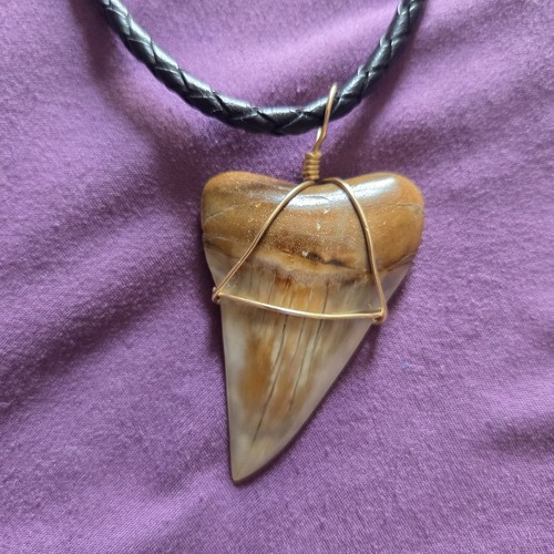 Fossil mako shark - fossil,