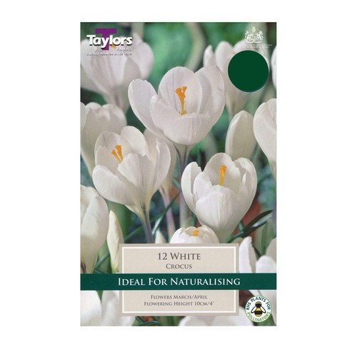 Taylors white crocus - taylors,