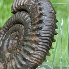 Peronoceras ammonite North