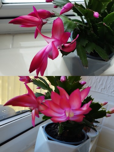Rare thanksgiving cactus - rare!,