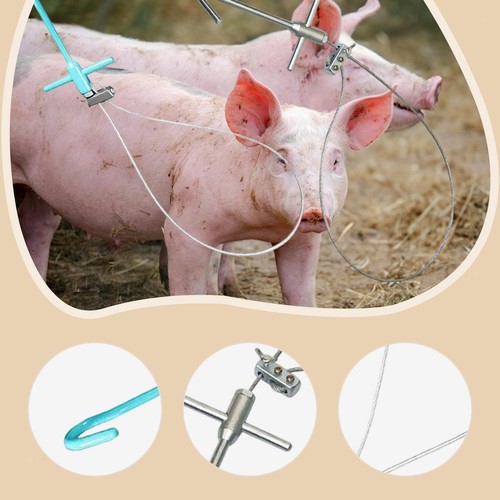 Pig catching pole piglet - pig,