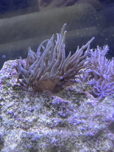 Rbta rainbow bubble - rbta,