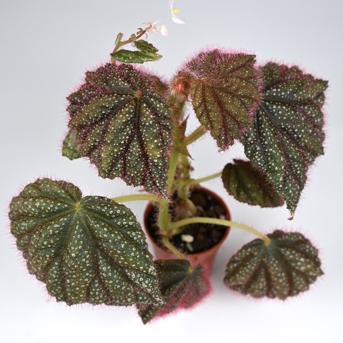 Begonia lahad datu pink - begonia, sp.