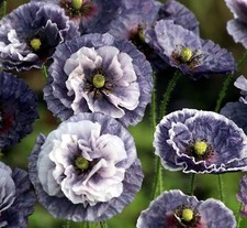 25 Amazing Grey Poppy Seeds -