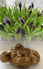 1-10 ZANTEDESCHIA ODESSA CALLA (ARUM) LILY BULBS SIZE 20/24 SUMMER PERENNIAL