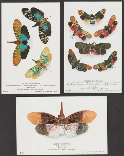 British museum exotic - british,