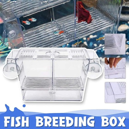 Aquarium fish breeding box - breeding,