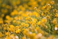 Canon R RF-S Fit 135mm F/2.8