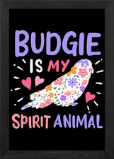 Budgie Budgerigar Parakeet