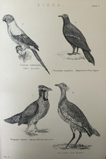 c1870s Antique Bird Print –