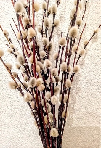 Branch real dried - of, pussy