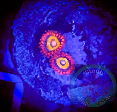Saf wcc shatterfield zoanthid - shatterfield,