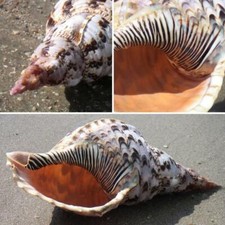 Trumpet Triton Shell Large 12-13”| Charonia Trionis | Beach Shells | Natural