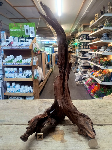 Med large ancient root - med/large,
