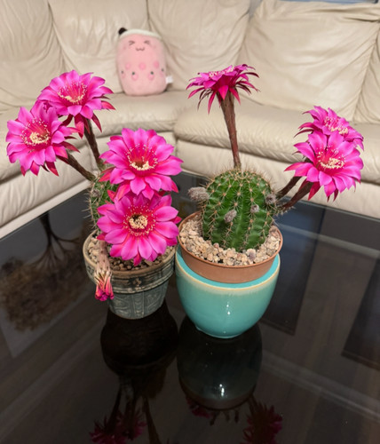 Three color special - three,
