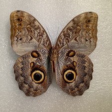 Caligo brasiliensis Butterfly