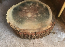 Oak wood tree log section cookie trunk  slab - carving woodworking x 1
