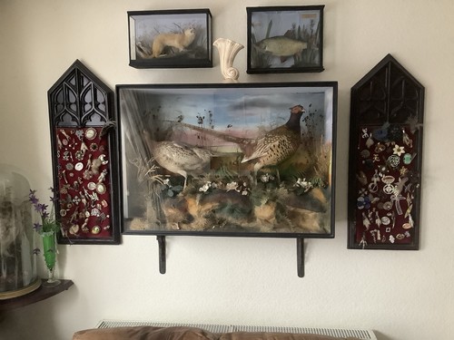 Large glazed case pheasants - glazed,