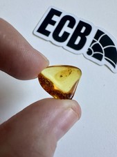 Baltic Amber With Mosquito