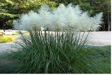 WHITE PAMPAS ORNAMENTAL GRASS