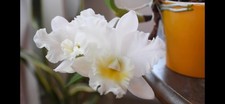 Cattleya Rhyncattleanthe