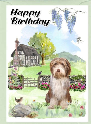 Bearded collie dog - bearded, (brown)
