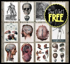 Vintage retro medical anatomy - vintage,