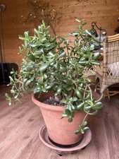 Mature Large  Money Plant 85cm