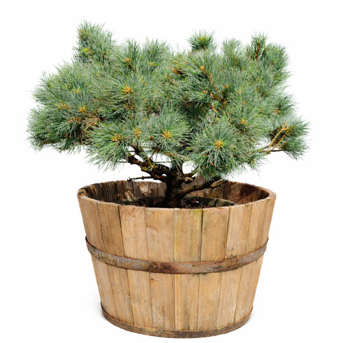 Pinus sylvestris martham - pinus,