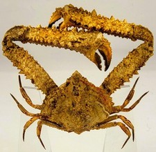 2.9" Real Elbow Crab in Clear