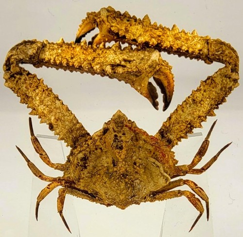 Real elbow crab - elbow,