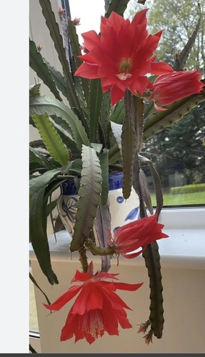 Epiphyllum ackermanii orchid - epiphyllum,