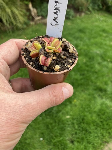 Venus fly trap dionaea - trap,,
