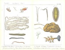 c1840 Antique Print WORMS MAN GUINEA TAPE SEA MOUSE GREEN POLYP(CNH63)