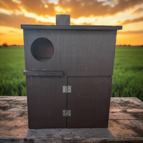 Little owl nest - owl, safe