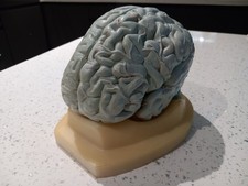 Vintage Anatomical brain model Scientific for medical students
