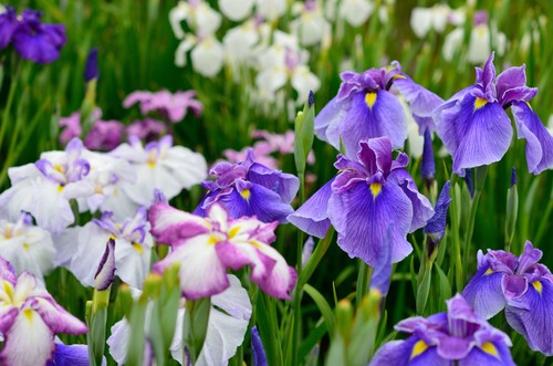 Iris ensata breeders mix - iris,