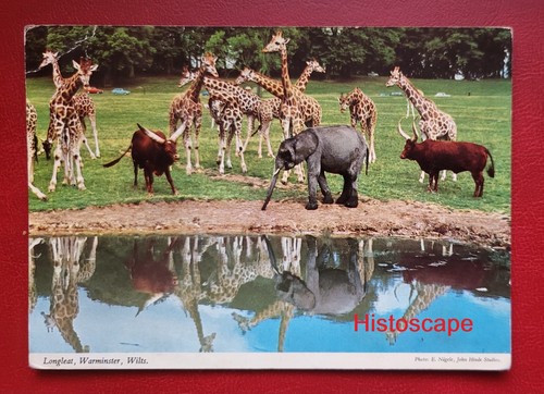 Postcard unused lions - postcard,