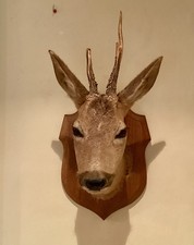 A Taxidermy Roe Deer Stag Head Mount With  Antlers On A Wooden Shield
