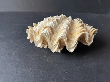 Fluted giant clam sea shell - giant,